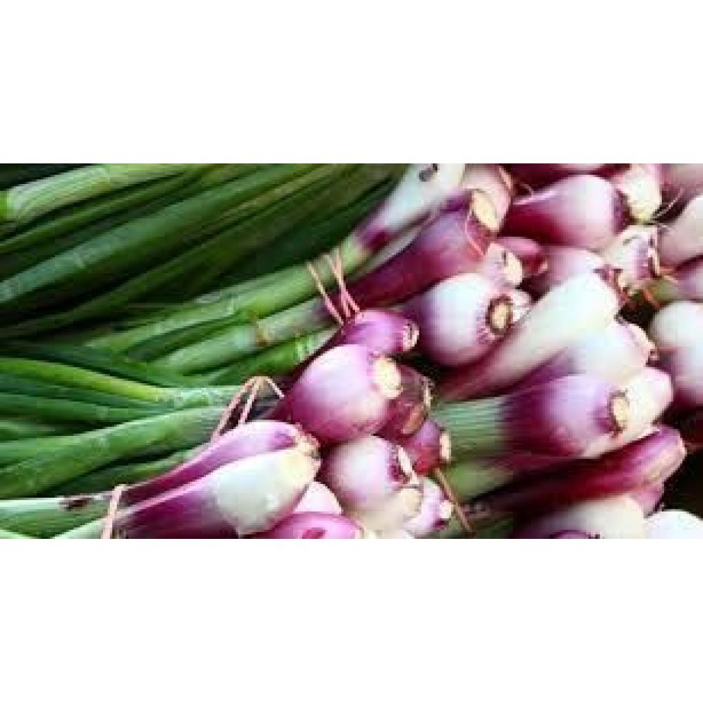 CIPOLLA TROPEA (mazzi da 5 cipolle)