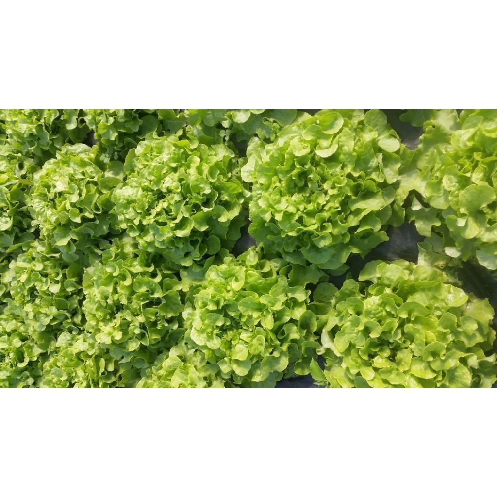 INSALATA FOGLIA DI QUERCIA