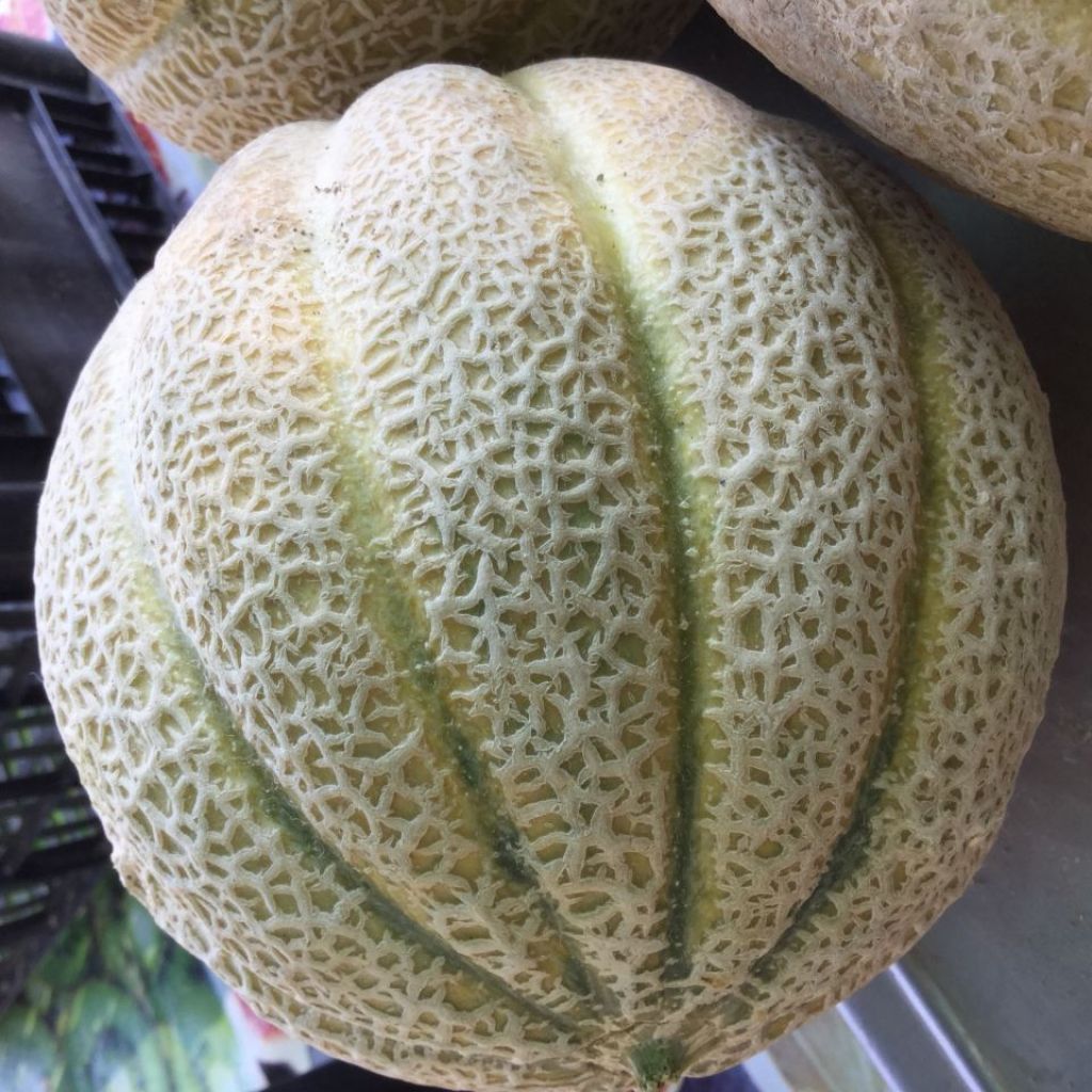 Melone retato