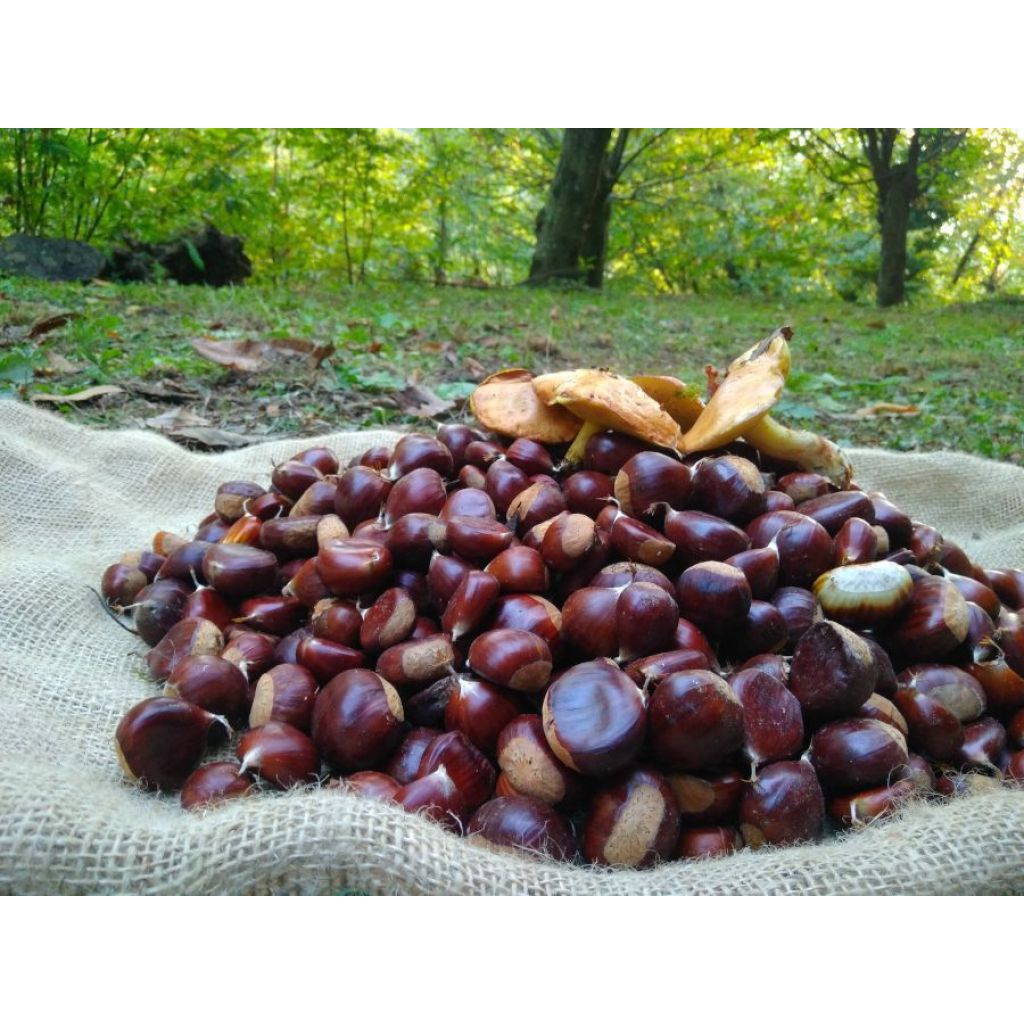Castagne dell'Alta Versilia