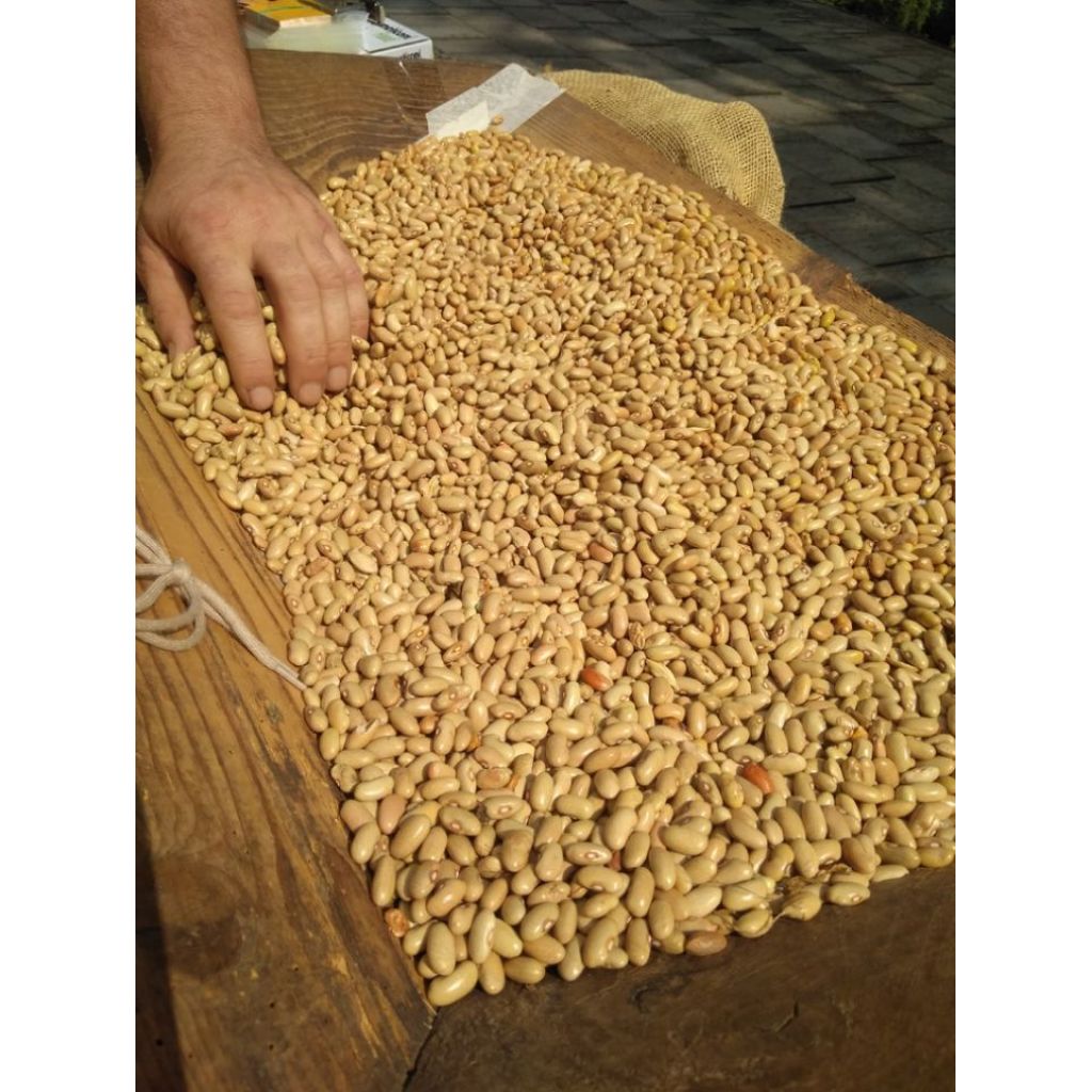 Fagiolo Giallorino coltivato in Alta Versilia - Essiccato 300gr