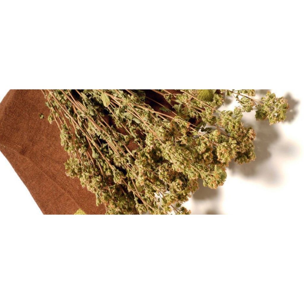 Origano spontaneo raccolto sulle Apuane - 15Gr