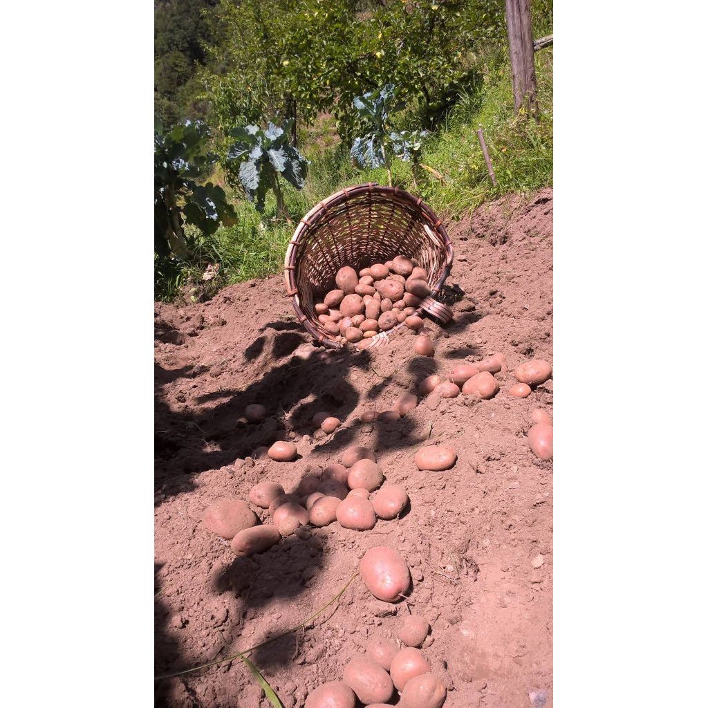 Patata Rossa coltivata a mano in Alta Versilia - Sacchetto 5Kg