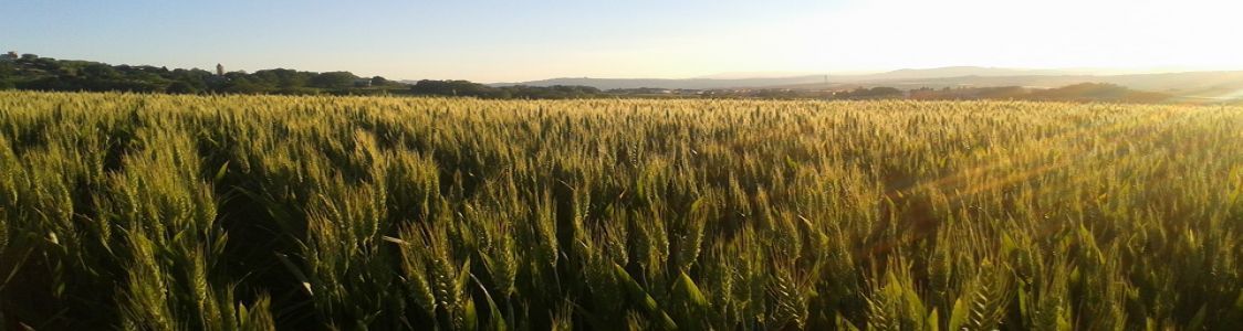 Azienda agricola Rossetti