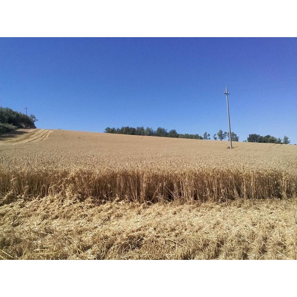 Farina Integrale -5Kg-