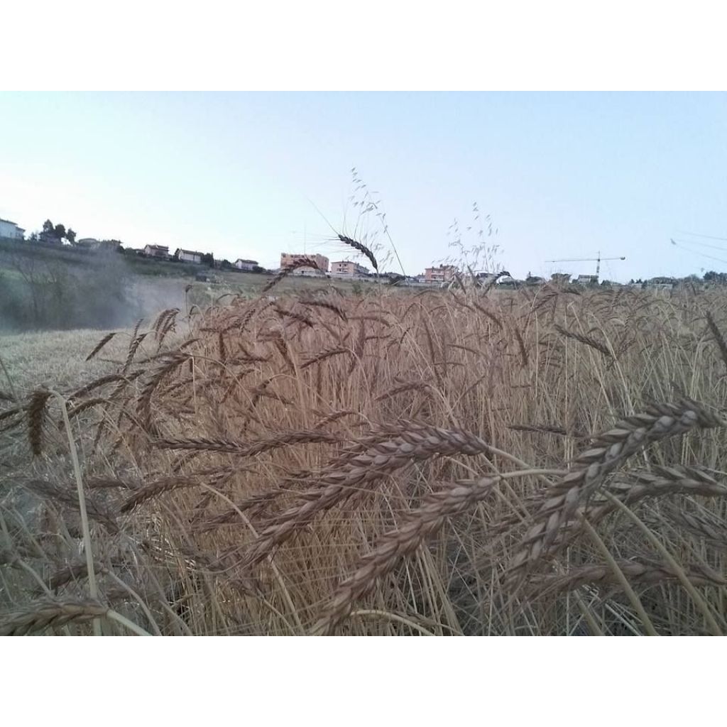 Farina di farro integrale -5Kg-