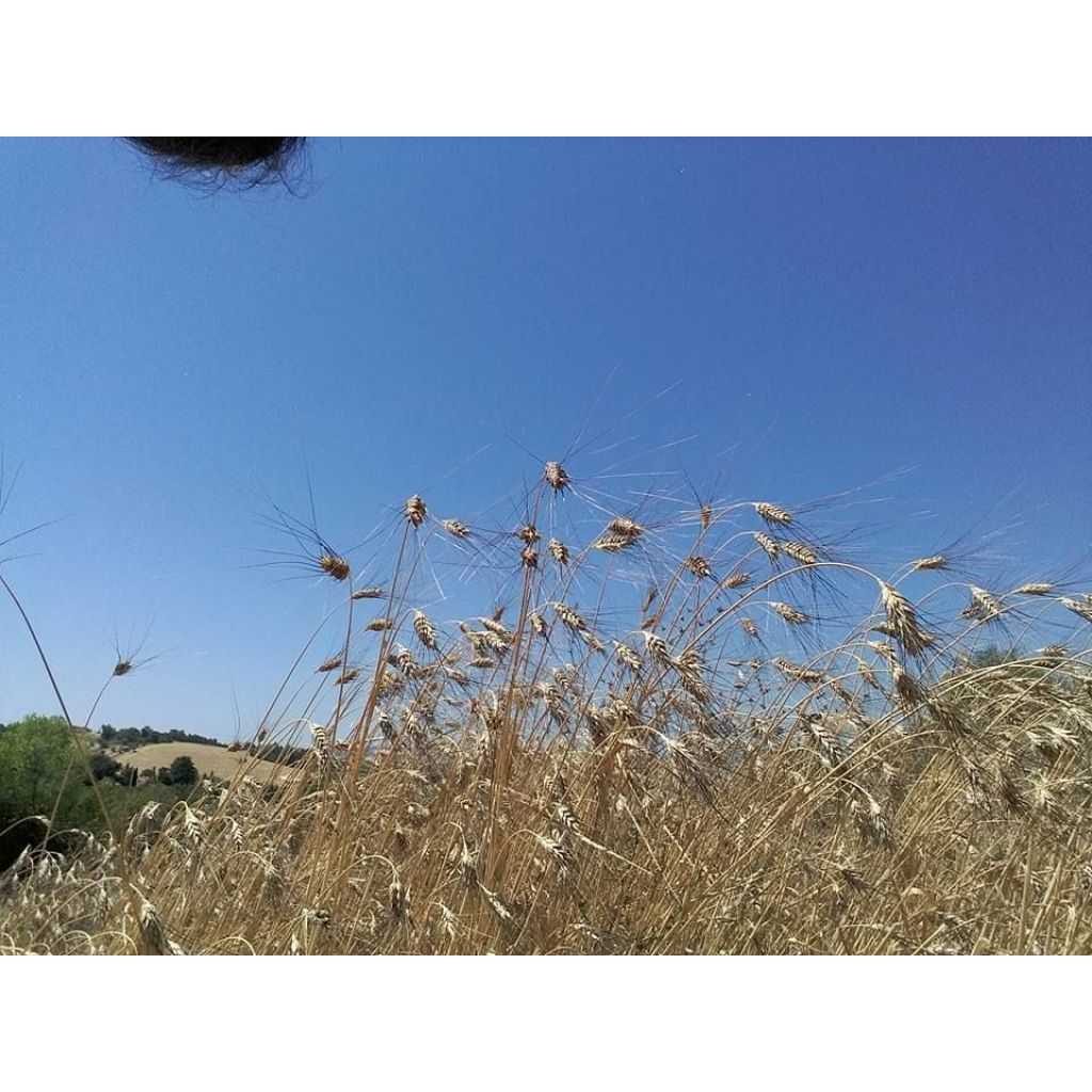 Semola di grano duro Senatore Cappelli -1Kg-