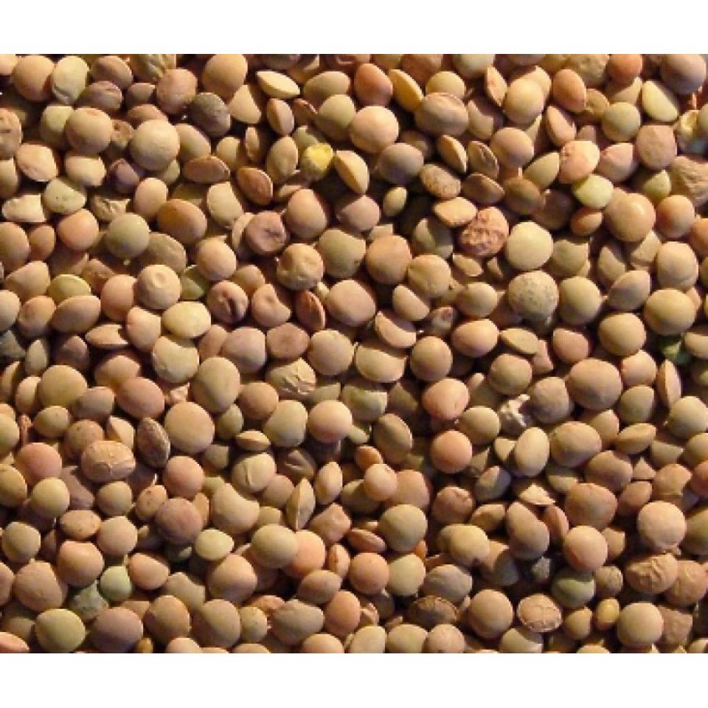 Lenticchia biologica 1/2Kg