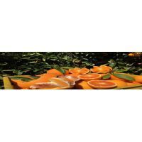 14895434_10208081991664449_1818331873_o