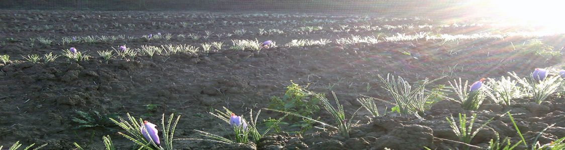 Semi Radico Azienda Agricola di Sara Maestrello