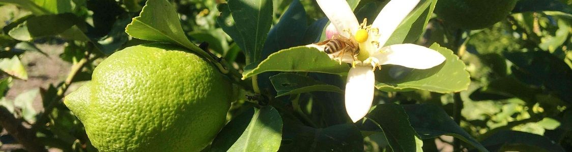 Azienda Agricola Cristaldi AgriCri