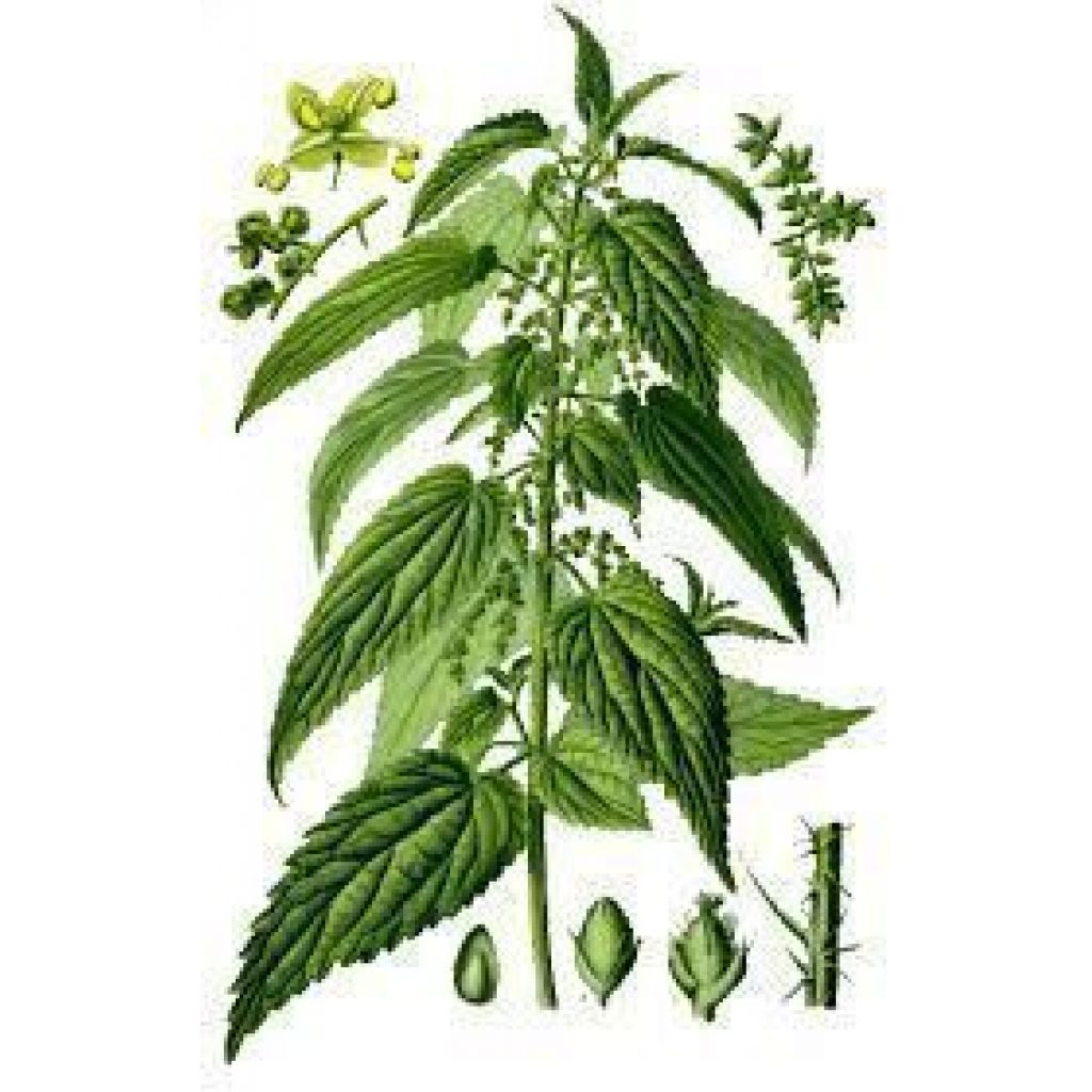 Polvere di Ortica 100 gr