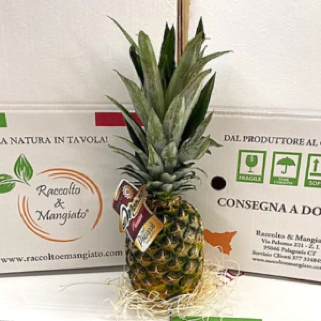 Ananas 1 frutto