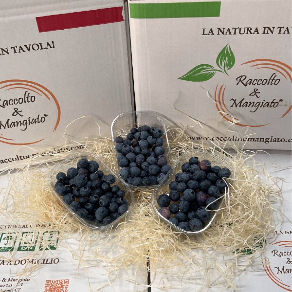 3 Confezioni di Mirtilli Siciliani da 125g