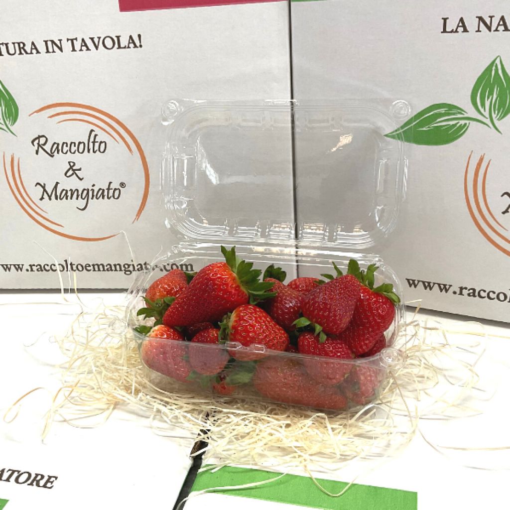 Fragole in vaschetta da 250gr