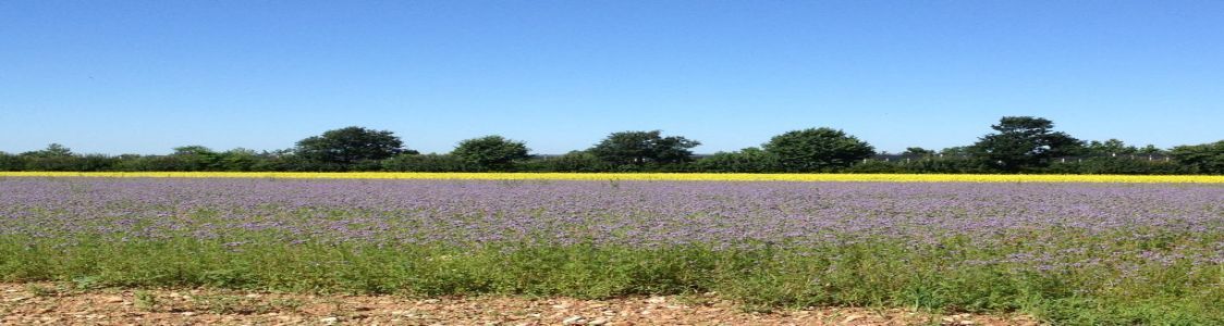 L'Incontro Agricoltura - Campoverde Soc. Coop. Agr. Soc.