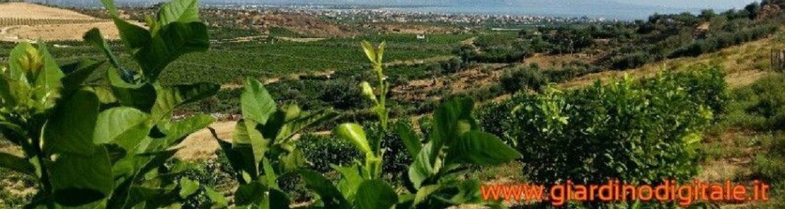 Azienda Agricola L'Ideeale di Modesto Alessio