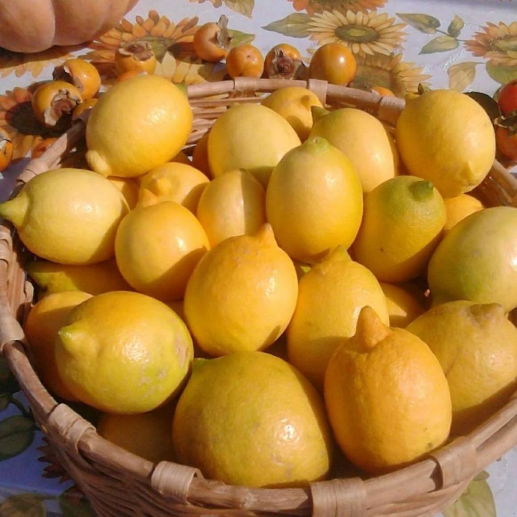 Cassetta di Limoni - Buccia edibile - 9 Kg - Spedizione Gratis