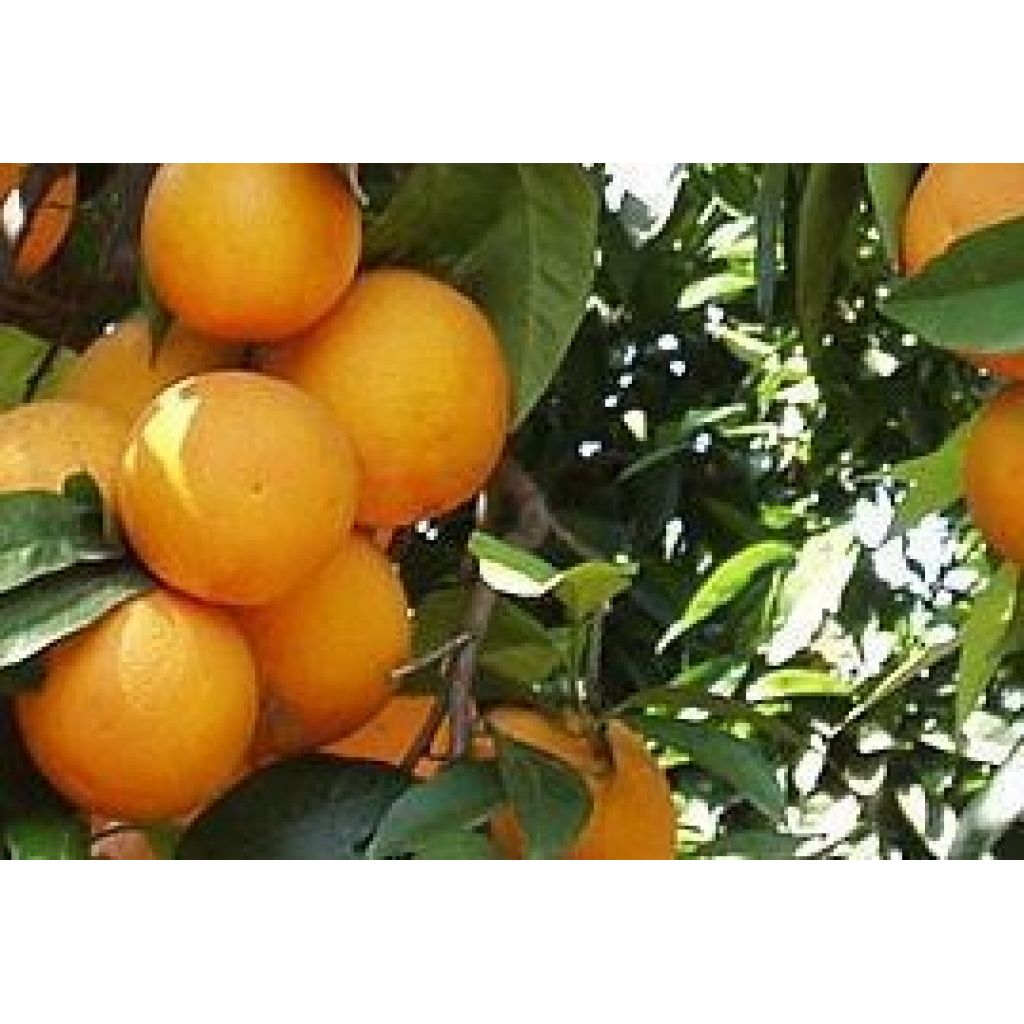 Cassetta di Arance Bionde - Buccia edibile - 9 Kg - Spedizione Gratis