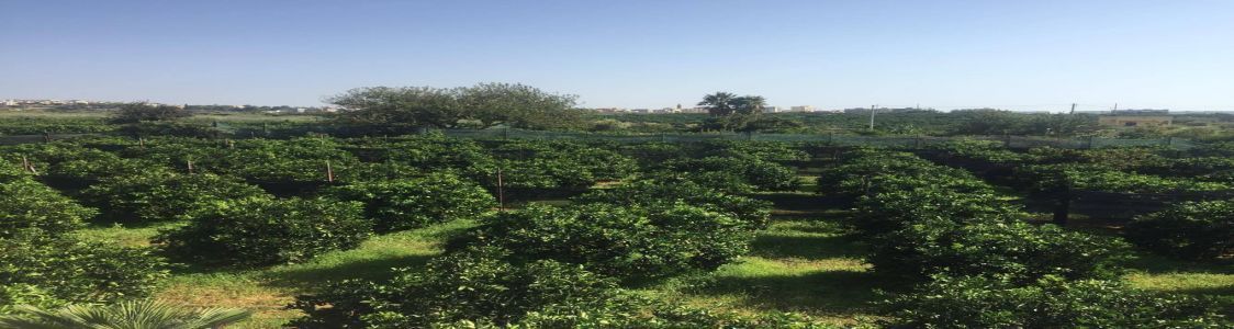 Azienda Agricola Arance "Castello"