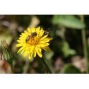 ARLEAA allevatori regine ligustiche ecotipo Alpi Apuane