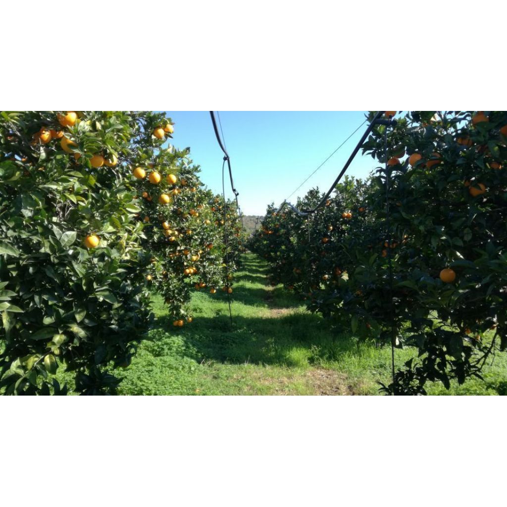 Cassetta arance biologiche residui 0 - 7 Kg