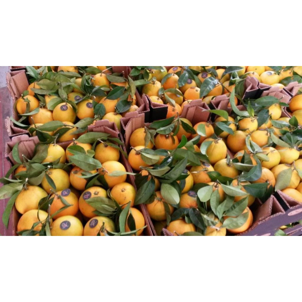 Cassetta Arance Bio 10Kg (calibro 6)