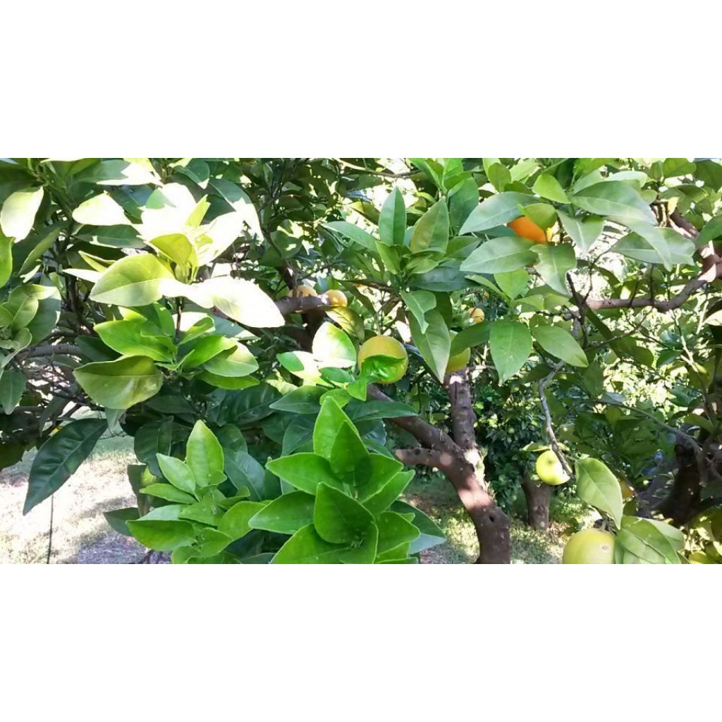 Cassa 10Kg (calibro 8)