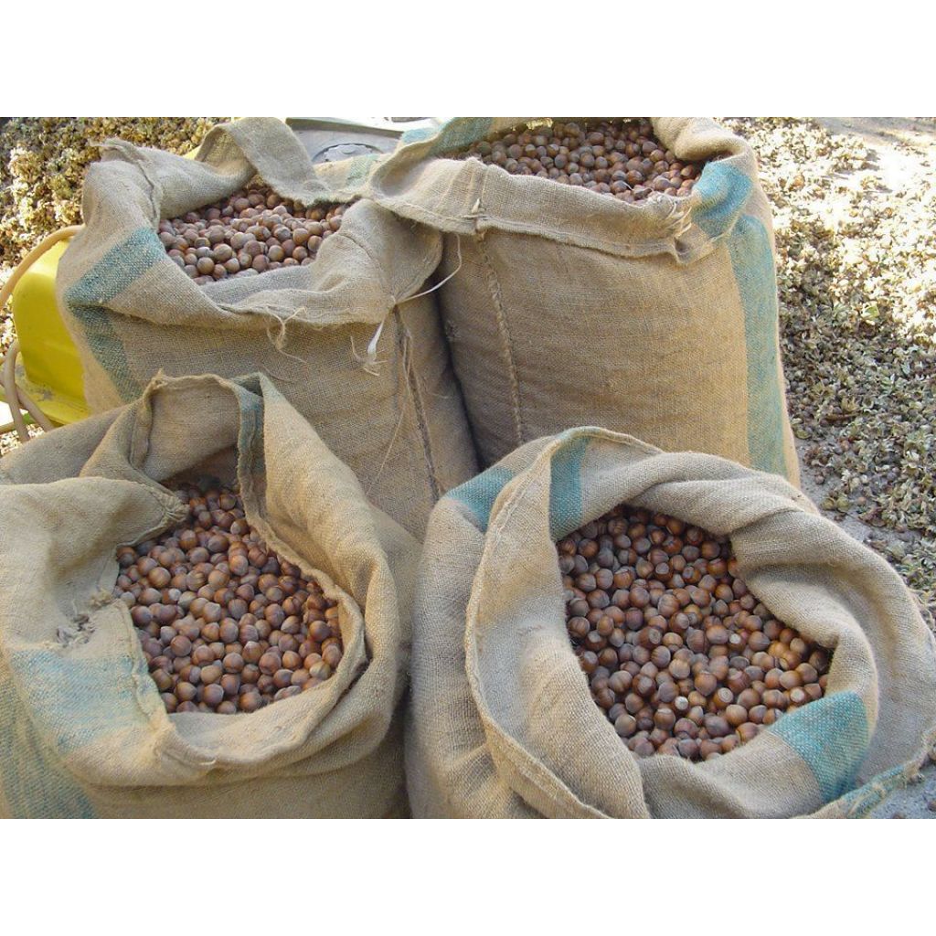 Nocciole in guscio -10Kg