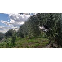 23622069_1309150399194937_1822168680875053285_n