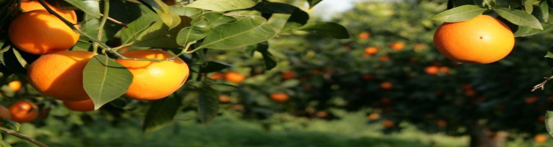 AZ. AGRICOLA ARDIZZONE VINCENZA