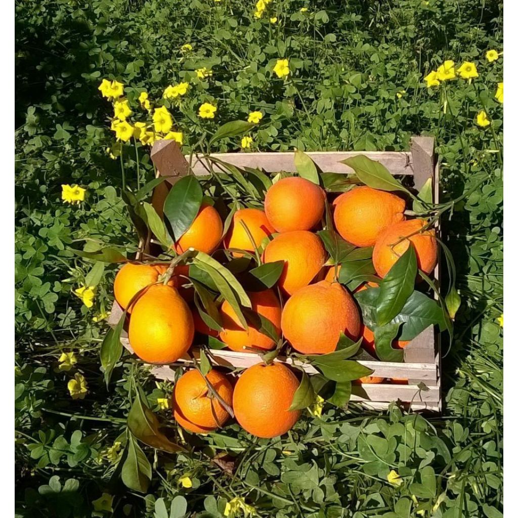 ARANCE TAROCCO A POLPA ROSSA DA SPREMUTA KG50