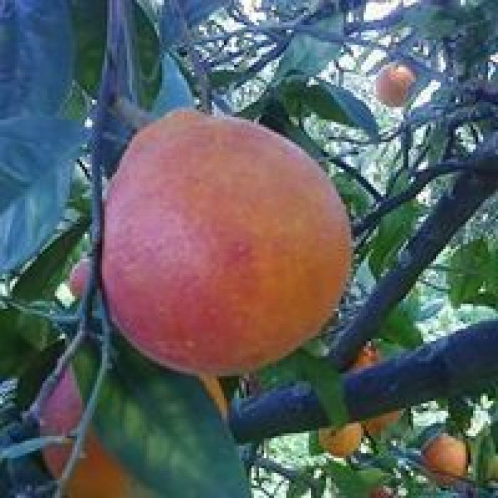 ARANCE TAROCCO A POLPA ROSSA KG 50