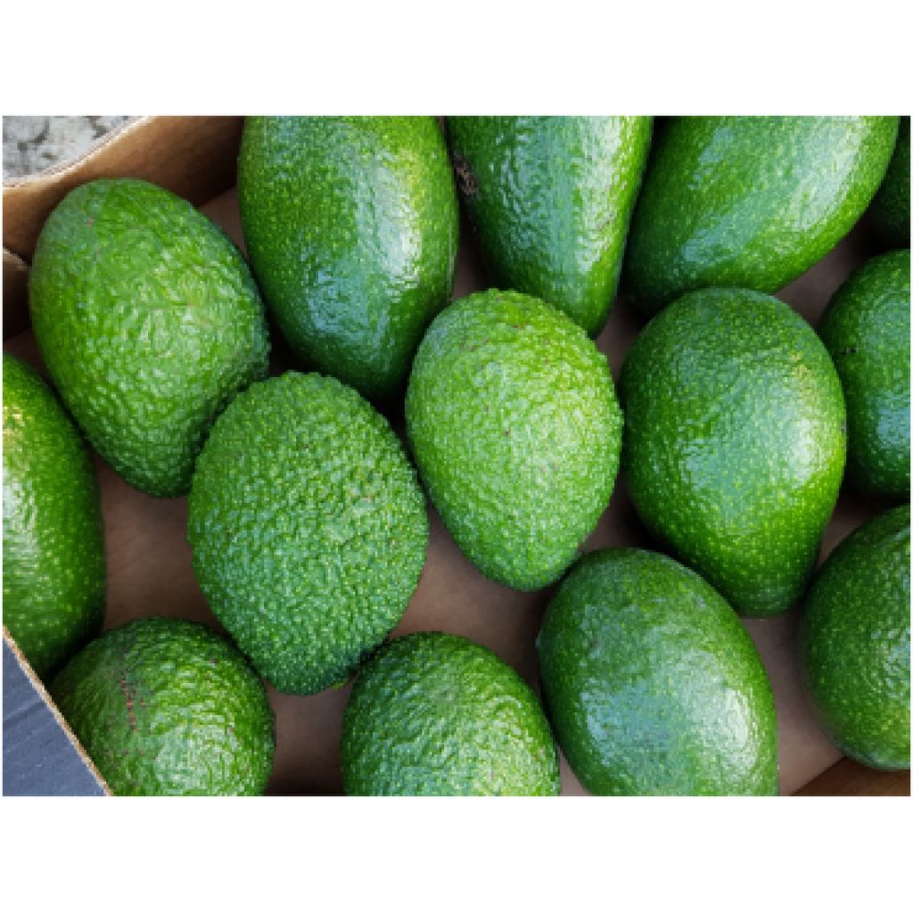 Cassetta di Avocado Hass da 4 Kg Bio