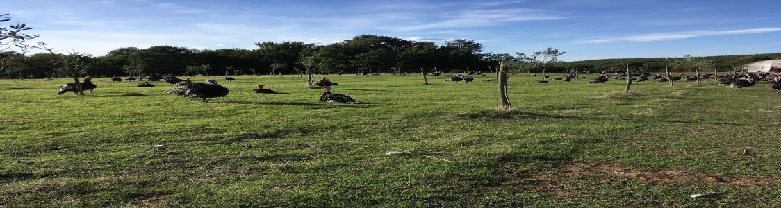 Azienda Agricola Bio Pulicaro