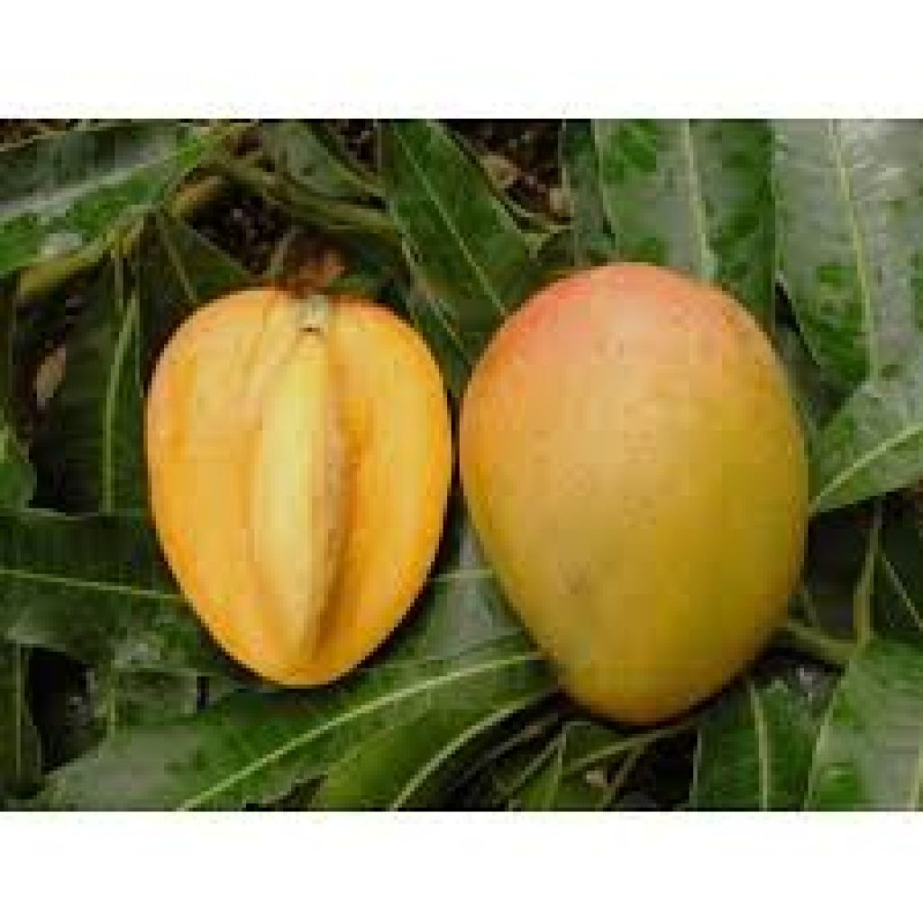 Mango variet&agrave; Glenn