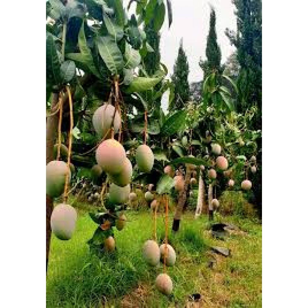 Mango variet&agrave; miste