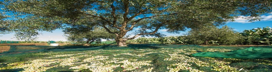 Azienda Agrituristica Tenuta Pizzolungo