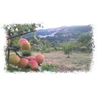 albicocche e paese