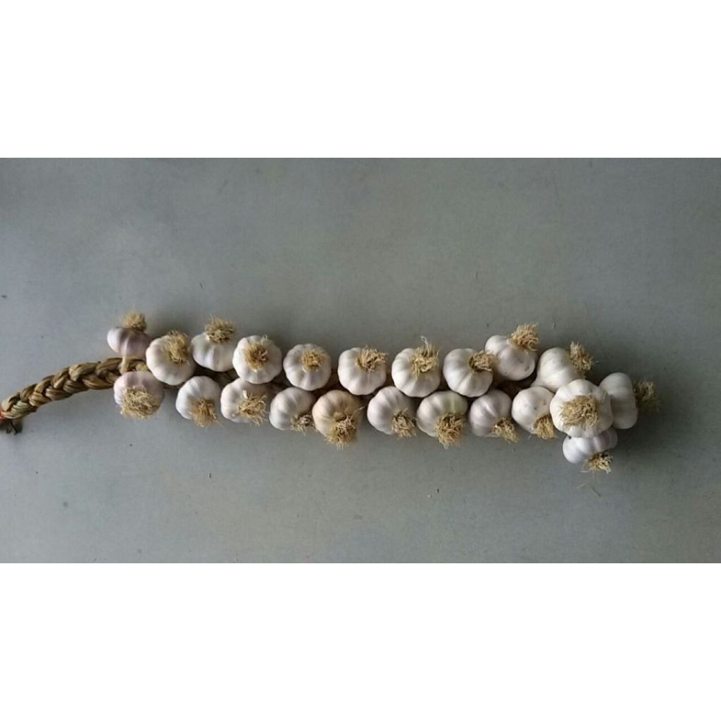 AGLIO ROSSO DI SULMONE