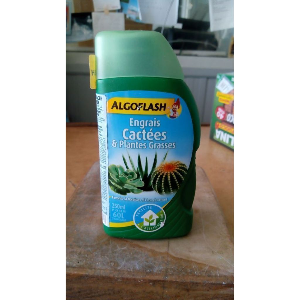 algoflesc piante grasse