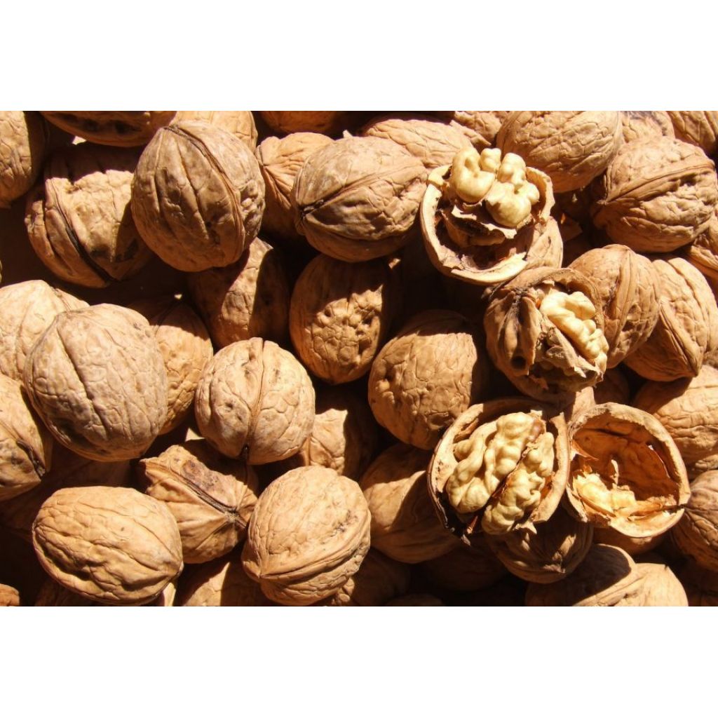 Noci dell'Etna in guscio - 1Kg