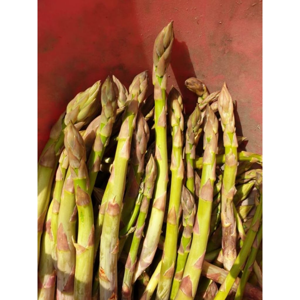 Asparago misto medio grosso- 1Kg