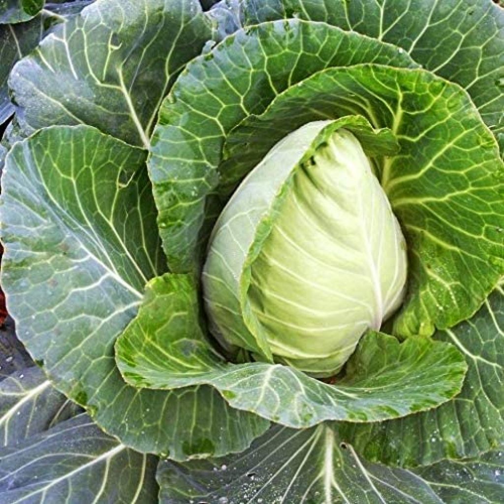 CAVOLO CAPPUCCIO A CUORE