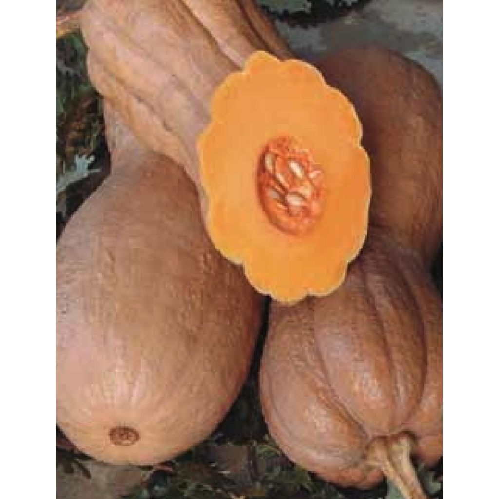 ZUCCA VIOLINA