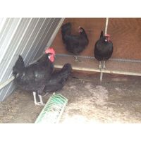 whatsapp image 20180315 at 13.55.58