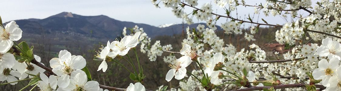 Azienda Agricola Terre di Chiarabaldo
