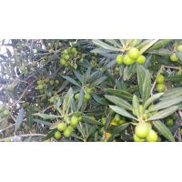 14264845_10206932966591581_8492426429334547648_n