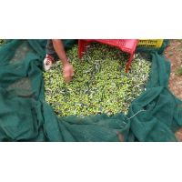 14910424_10207413512764935_165148676077783498_n