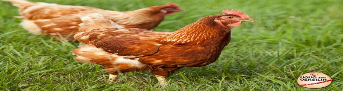 Azienda agricola Pecchia Giovanni e Marco SSA